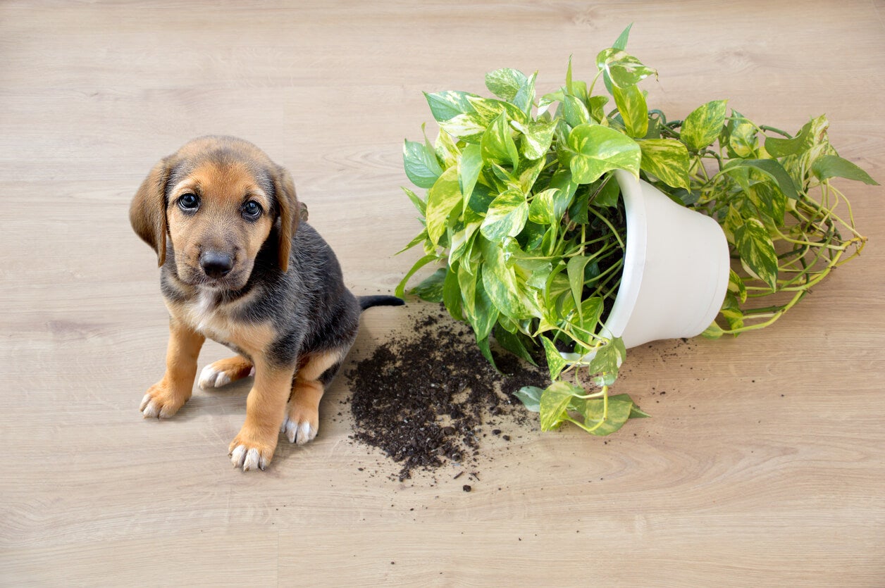 11 plantas de interior que son seguras para tus mascotas