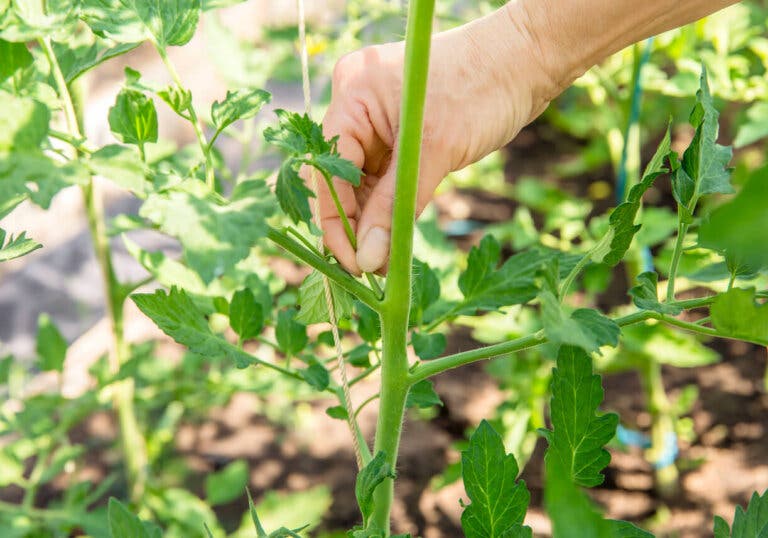 Pinzar una planta: ¿qué es, cuándo y cómo hacerlo?