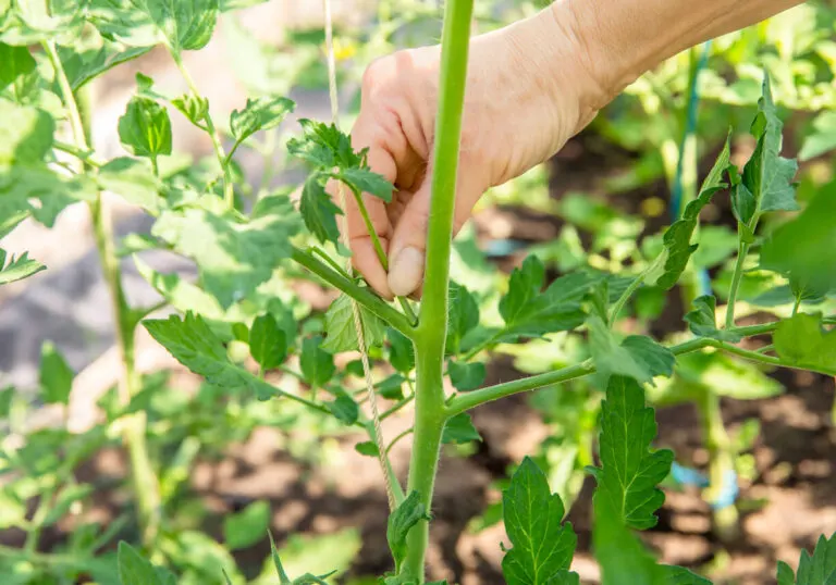 Pinzar una planta: ¿qué es, cuándo y cómo hacerlo?