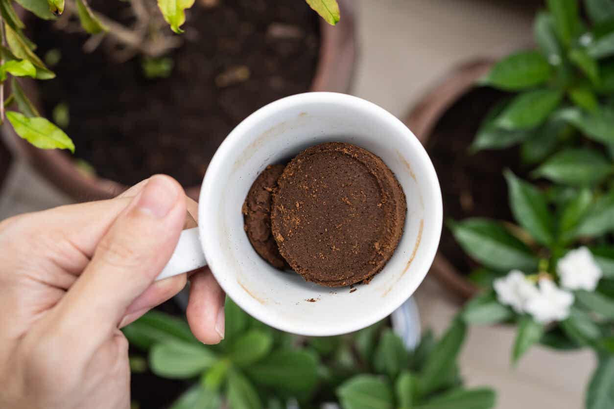 Ventajas y desventajas de usar café en las plantas