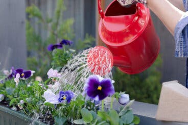 4 métodos de riego para plantas en maceta