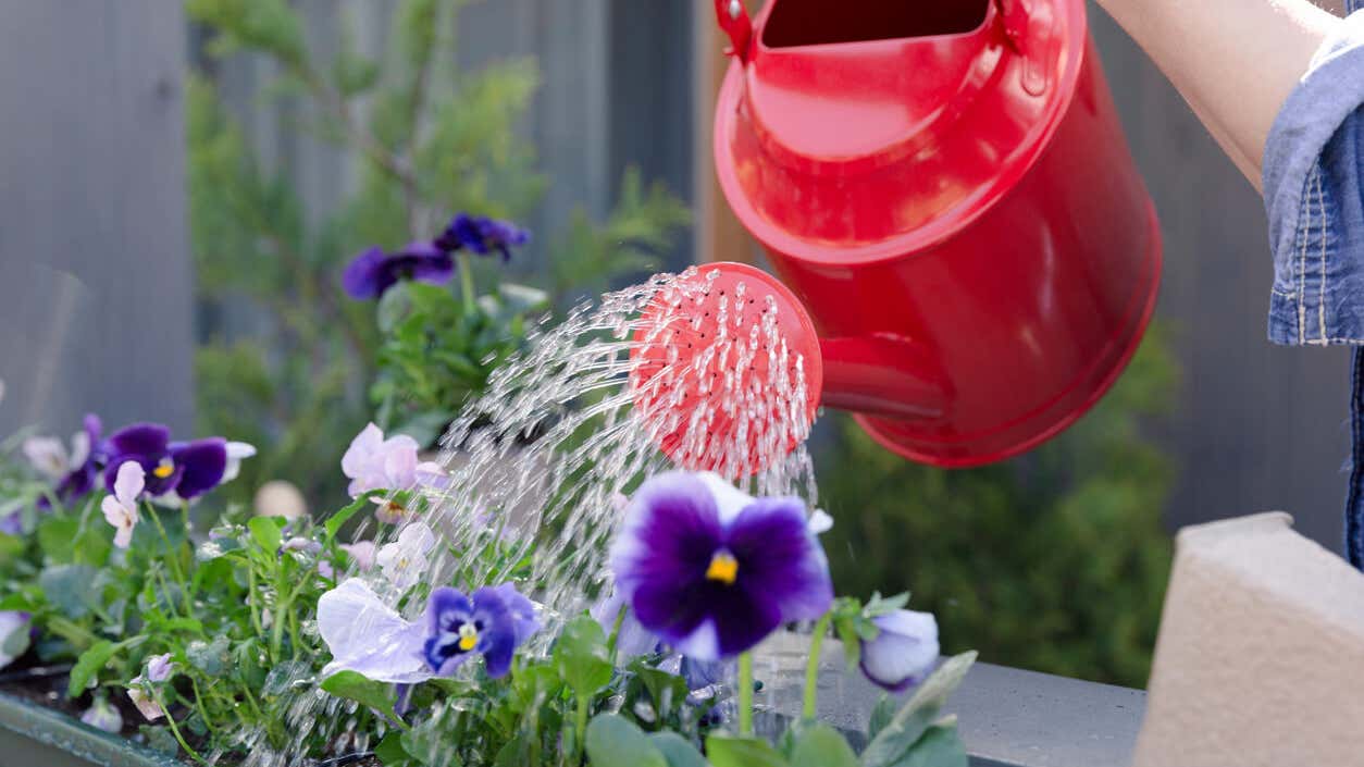 Irrigation par capillarité : qu'est-ce que c'est et quels sont ses ...