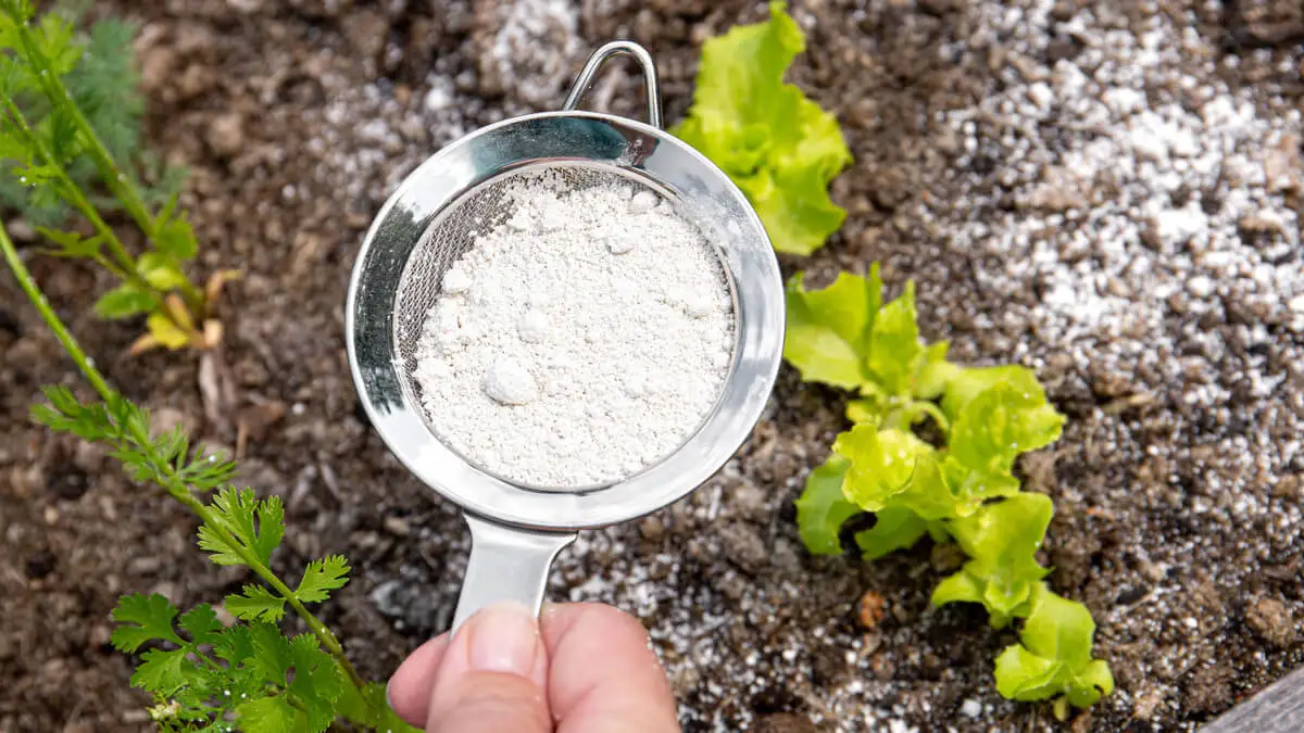 Tierra de diatomeas para las pulgas de la casa.