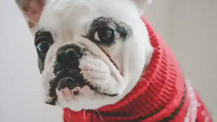 Bulldog