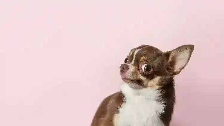 Chihuahua.