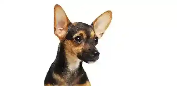 Pinsher, perro de casa pequeña.