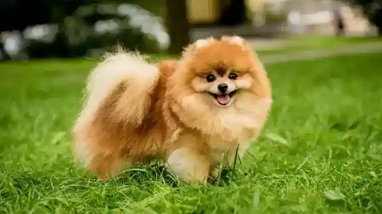 Pomerania, ideal para hogares pequeños.