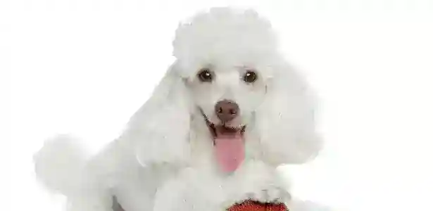 Poodle, compañía ideal para casas pequeñas.