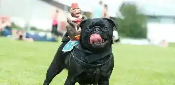 Pug.