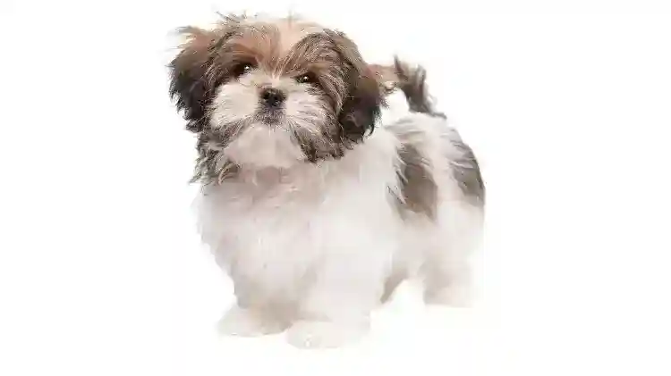 Shih-Tzu