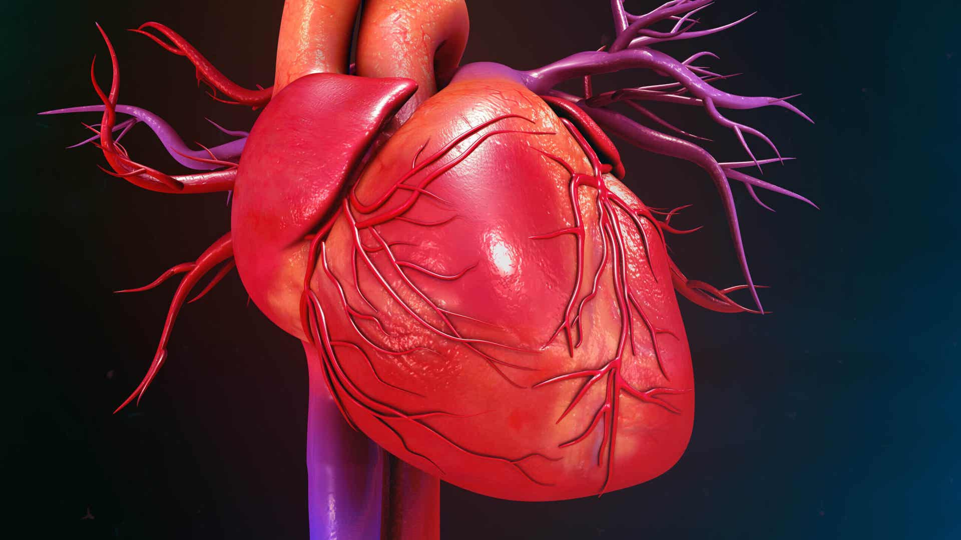 Herzkatheteruntersuchung - Schaubild eines Herzens