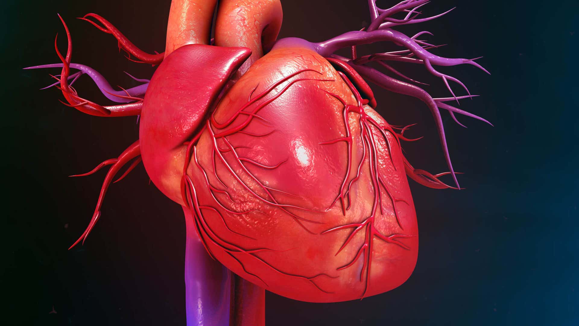 Анатомия на сърцето