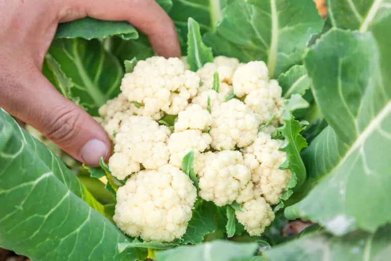 5 maneras de preparar batido de coliflor