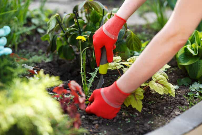 Herramientas para eliminar las malas hierbas del jardín