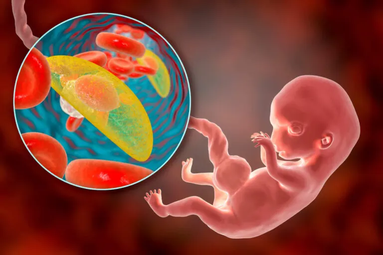 Placenta anterior, posterior o fúndica: ¿qué significa en el embarazo?