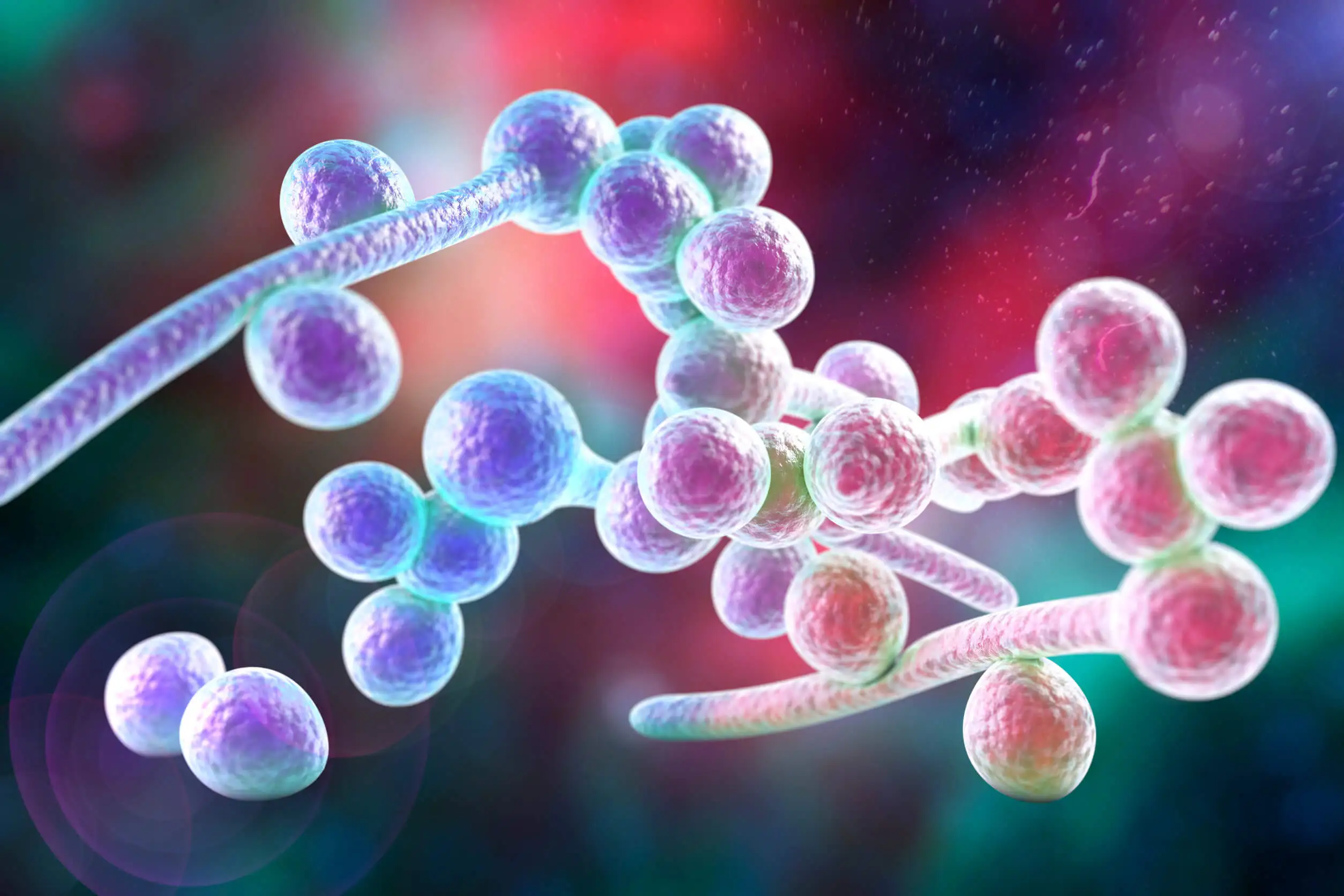 Die gefährlichsten Pilze - Candida albicans