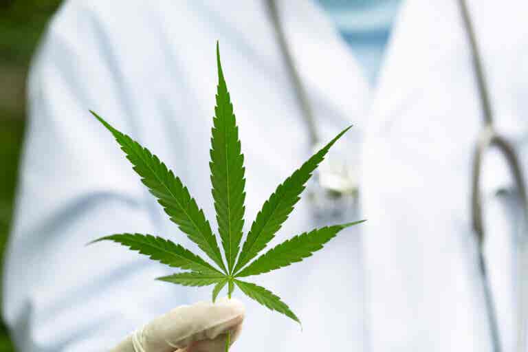 Uso de cannabis para síntomas de la EM: ¿qué efectos tiene?