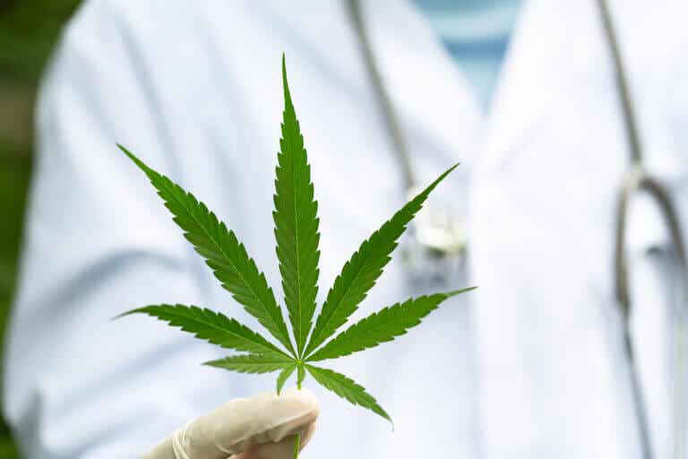 Uso de cannabis para síntomas de la EM: ¿qué efectos tiene?