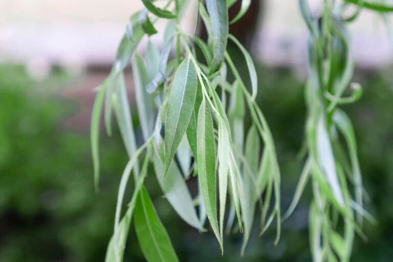 Agua de sauce para fortalecer las raíces de las plantas