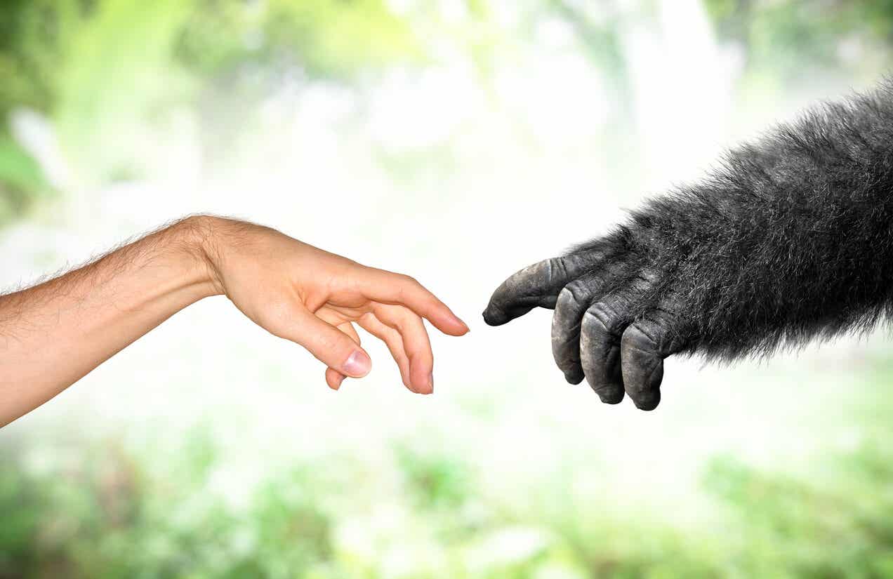 Gua, la chimpancé que creció como un bebé humano