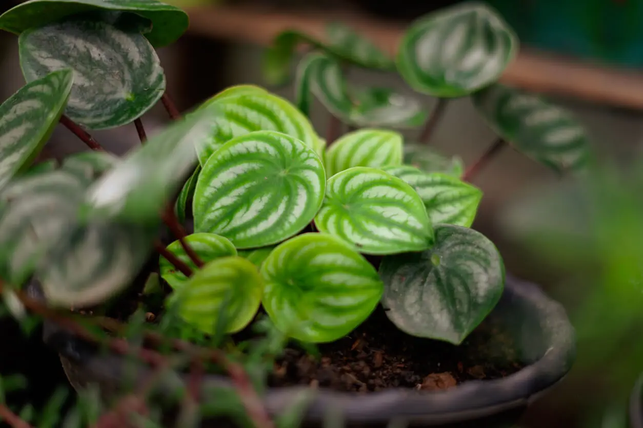 Planta colgante Peperomia.