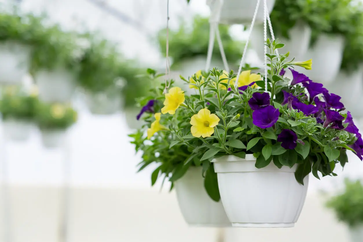 Petunias colgantes.