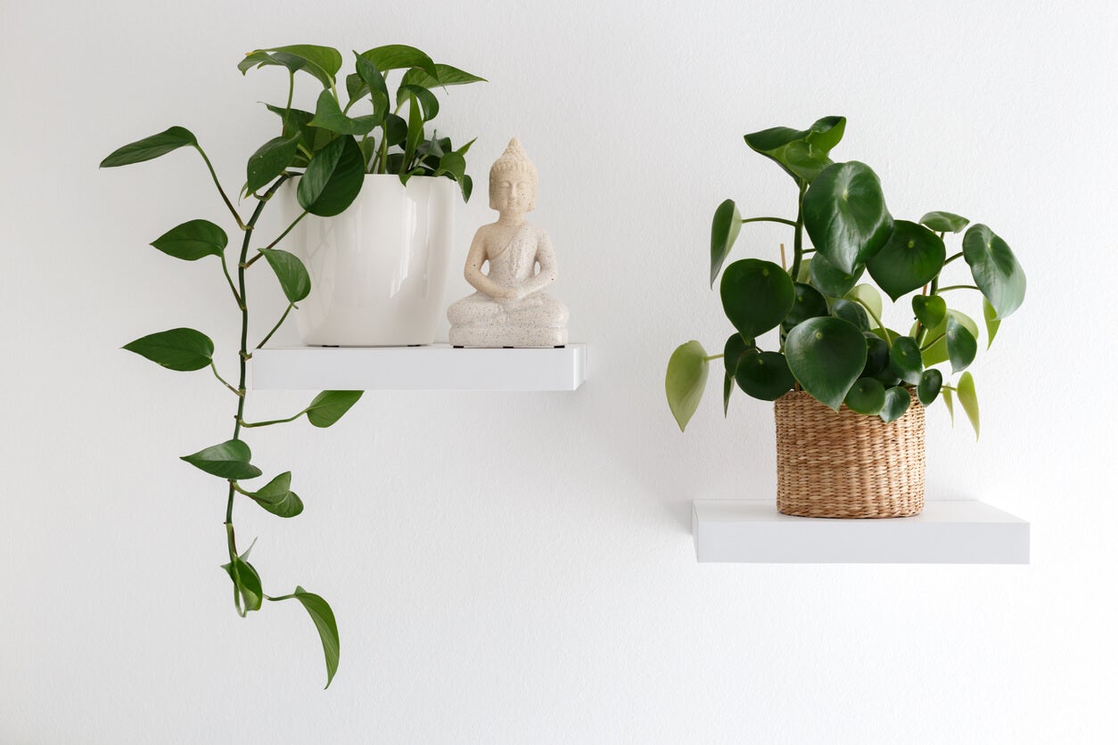 13 plantas colgantes de interior para decorar tu hogar