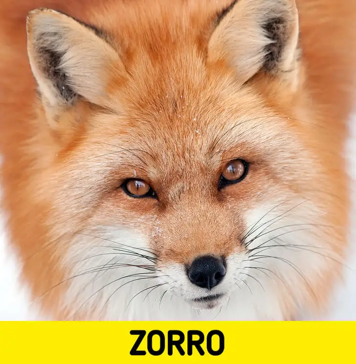 El zorro.
