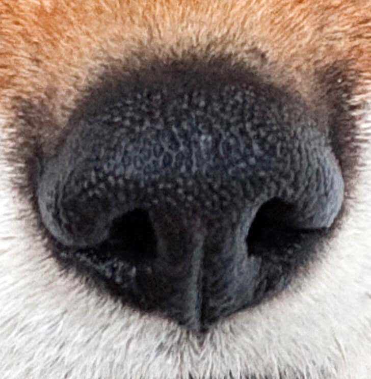 La nariz del zorro.
