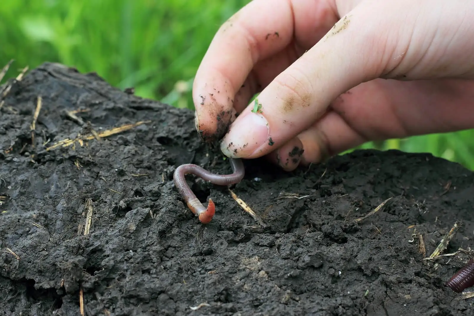 ¿Cómo se obtiene el humus de lombriz o vermicompost?