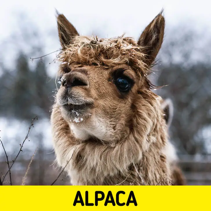 La alpaca.