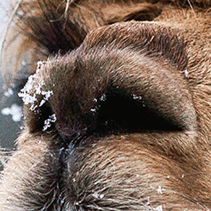 La nariz de la alpaca.