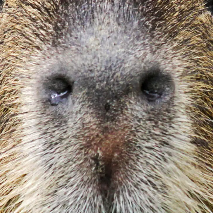 Las fosas nasales de la capibara.