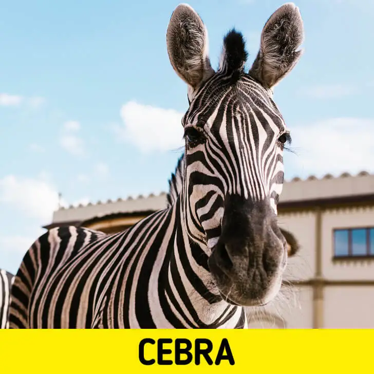 La cebra.