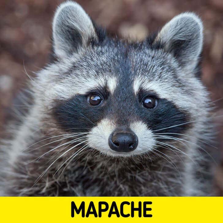 El mapache.
