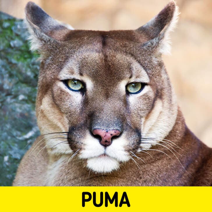 El puma.