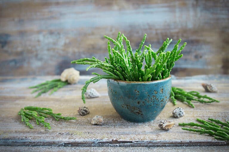 Espárragos de mar: características y usos en la cocina