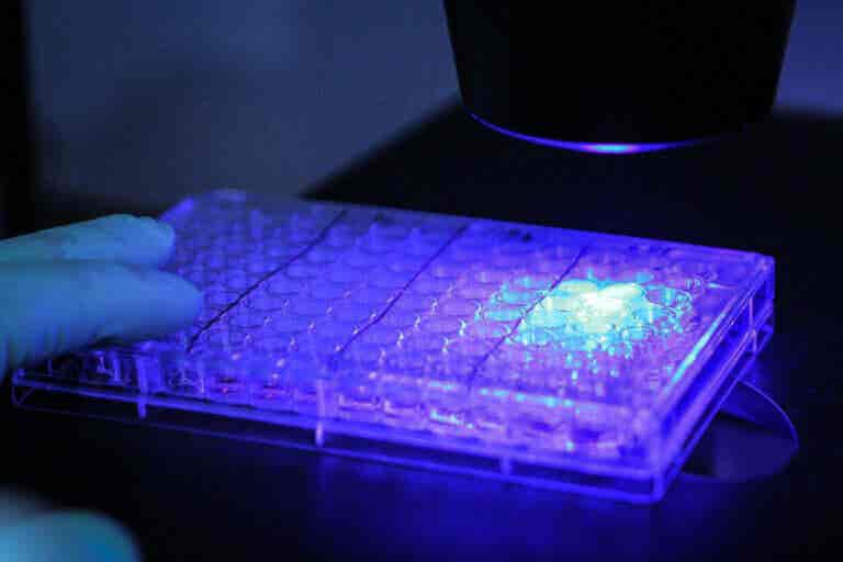 Logran eliminar células malignas con fotoinmunoterapia: ¿es el inicio de un nuevo tratamiento para el cáncer?