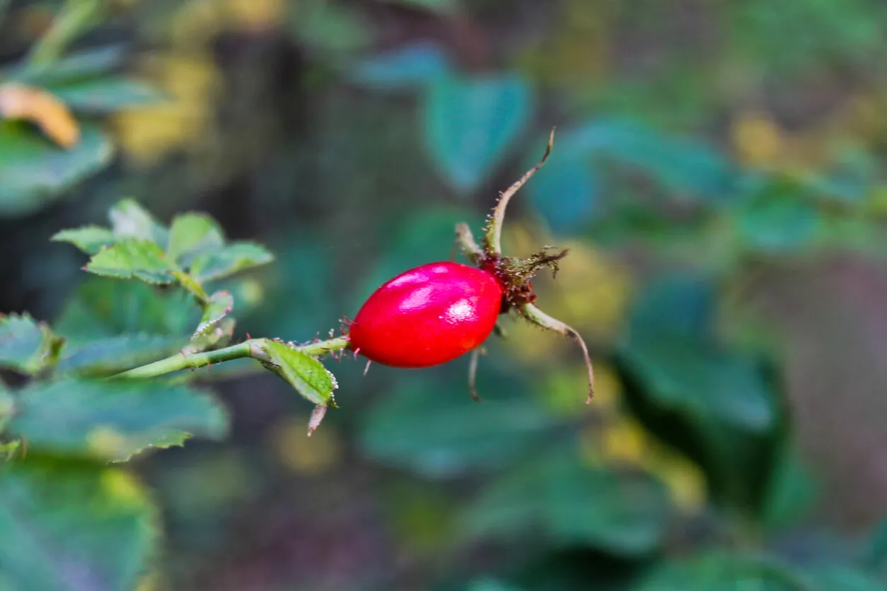 Fruto de rosa mosqueta.