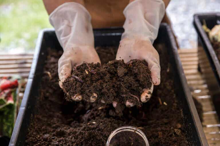 Beneficios del humus de lombriz para tu jardín
