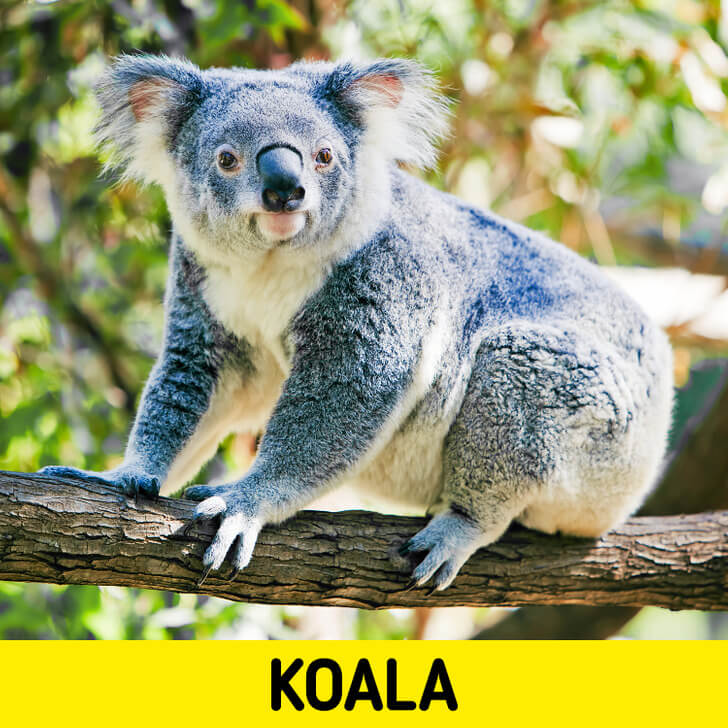 Koala respuesta.
