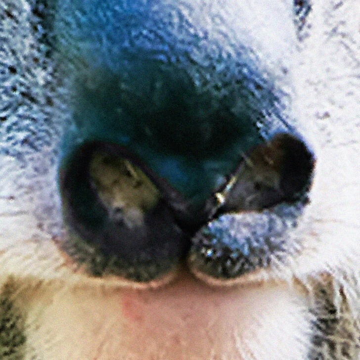 La nariz del koala.