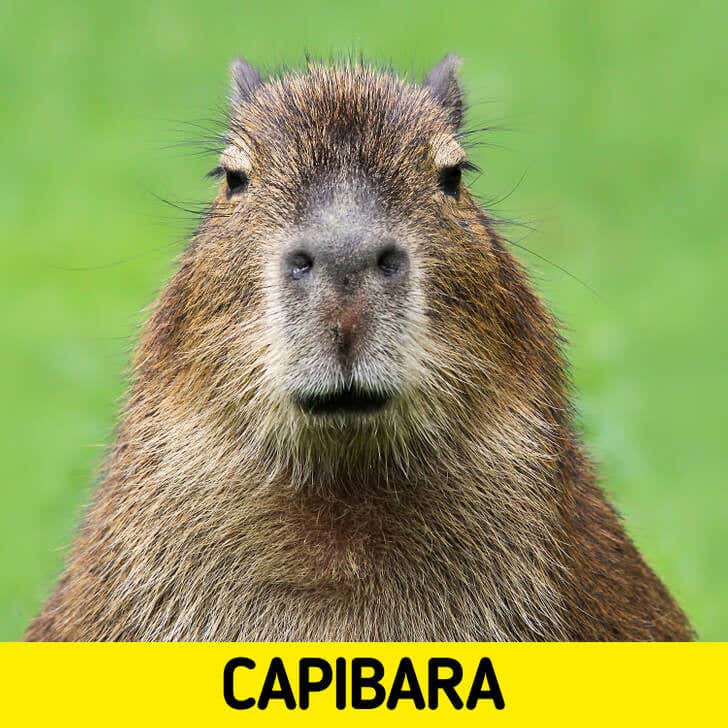 La capibara.