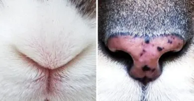Pocas personas adivinarán qué animal está en la imagen con ver su nariz