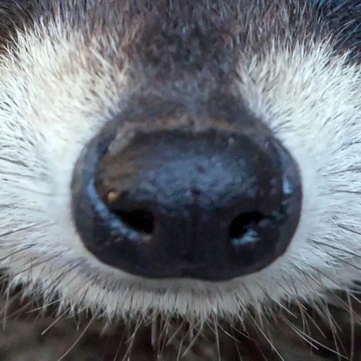 La nariz del mapache.
