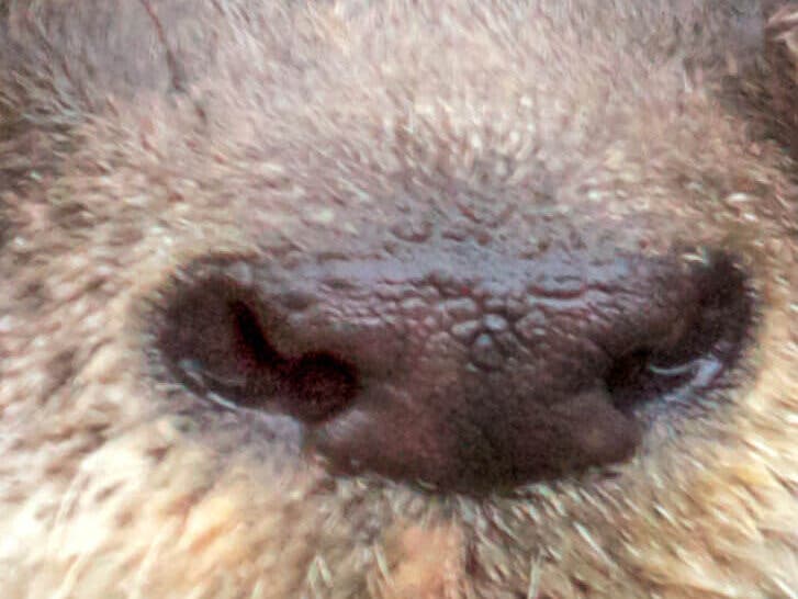 Nariz de la nutria.