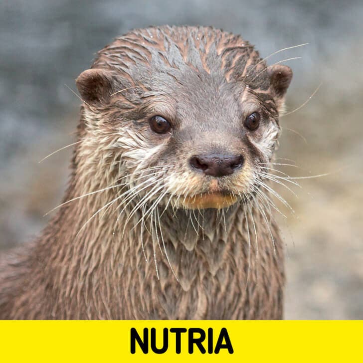 La nutria.