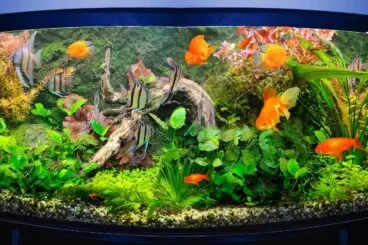 Cómo limpiar una pecera fácilmente