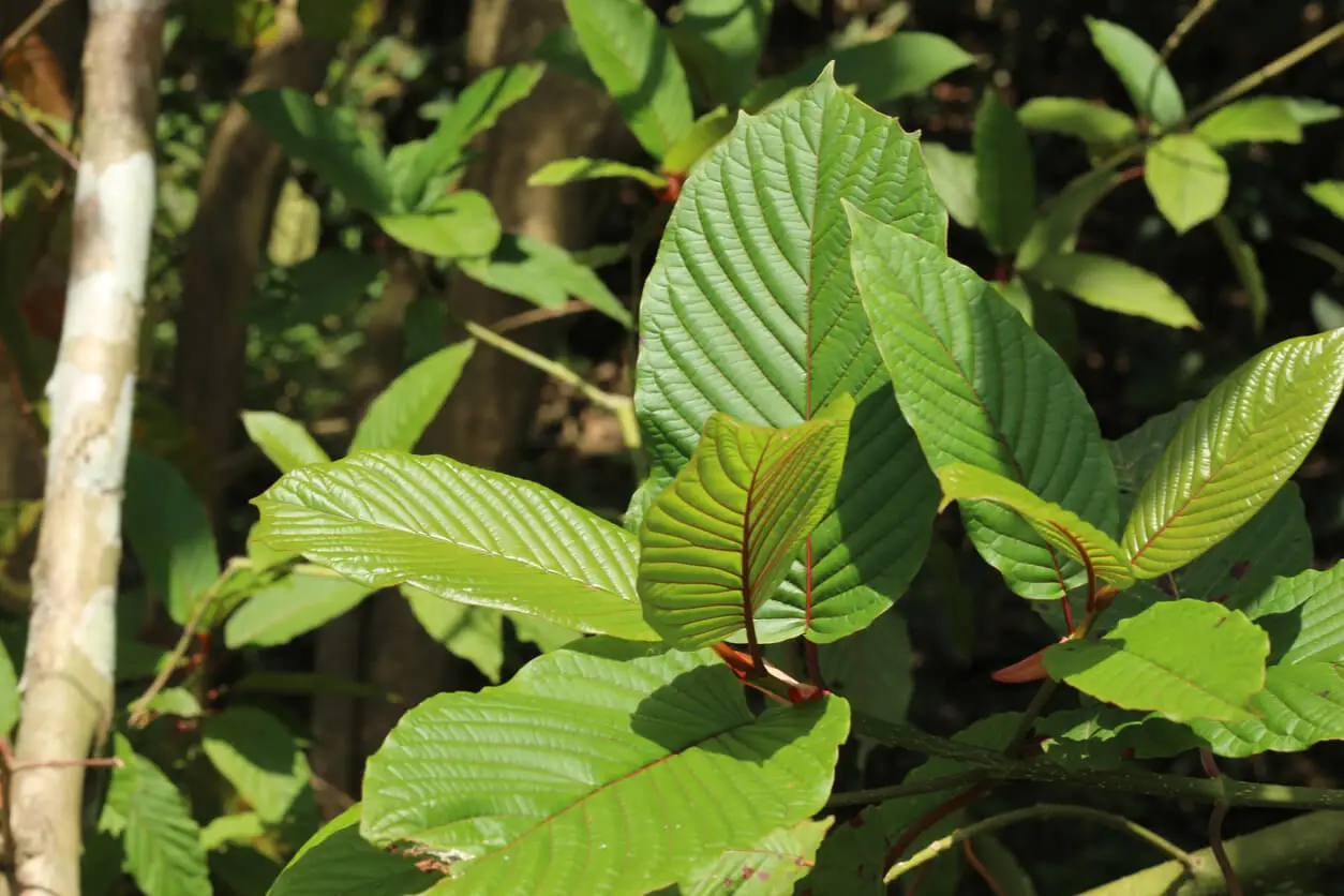 planta de kratom.