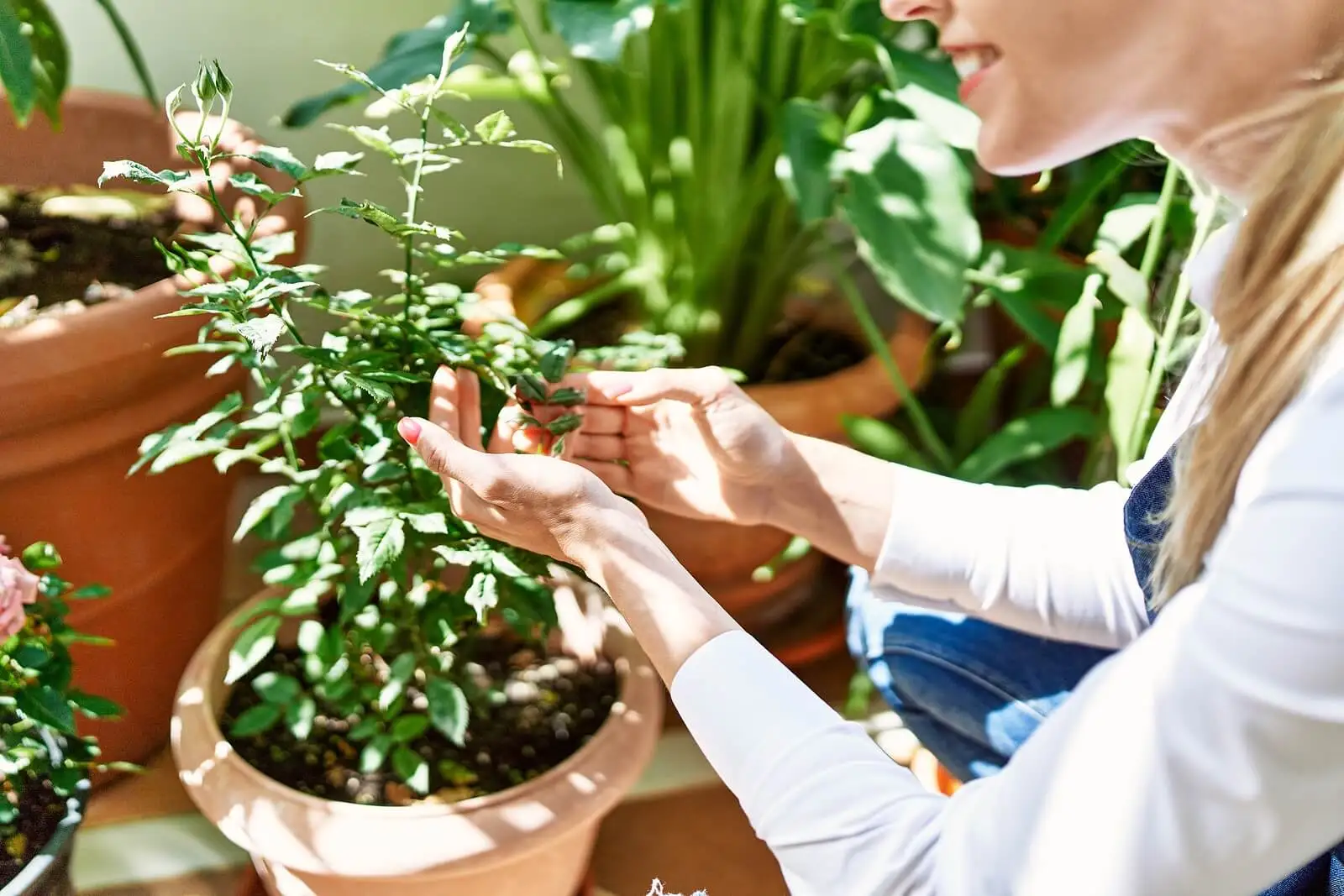 Feng Shui Dekotipps - Pflanzen